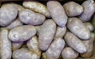 pommes de terre roussâtres crues frais en bonne santé photo