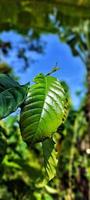 portrait de jeunes feuilles de caféier. photo