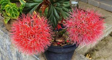 les fleurs de décembre s'épanouissent dans la cour photo