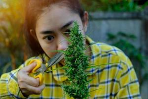 femme jardinier avec des cisailles faisant l'élagage saisonnier des buissons de feuilles de marijuana dans la plantation de cannabis photo