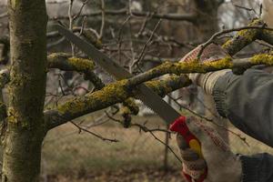 pommiers dans le jardin avec des branches coupées. taille sanitaire des branches endommagées malades. le concept de prendre soin des arbres fruitiers photo