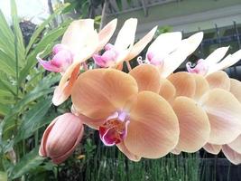 orchidée lunaire ou phalaenopsis amabilis. les orchidées, orchidaceae, sont la plus grande famille de plantes monocotylédones. indonésien anggrek bulan sur mise au point sélective photo