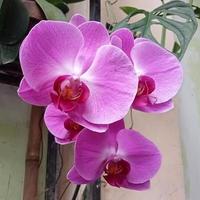 orchidée lunaire ou phalaenopsis amabilis. les orchidées, orchidaceae, sont la plus grande famille de plantes monocotylédones. indonésien anggrek bulan sur mise au point sélective photo