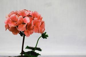 fleur d'hortensia corail photo