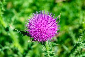 belle racine de fleur de plus en plus bardane chardon sur fond prairie photo