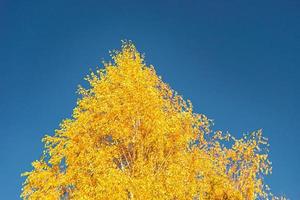photographie sur le thème grand beau bouleau d'automne sur fond de ciel lumineux photo
