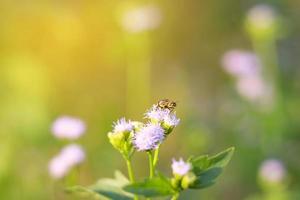 voler sur des fleurs violettes photo