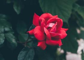 rose rouge dans le jardin photo