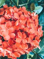 fleurs d'hortensia corail photo