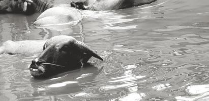 beaucoup de vaches ou de buffles nageant dans un lac ou une rivière avec un espace de copie à droite en noir et blanc. vie sauvage, animal, beauté de la nature et temps de détente dans le concept monochrome photo