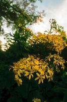 fleurs jaunes et ciel photo