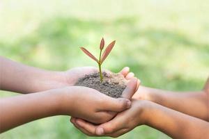 mains humaines tenant un sol fertile et un jeune arbre, plantant des arbres pour réduire le réchauffement climatique, journée de la terre de l'environnement, concept de conservation des forêts photo