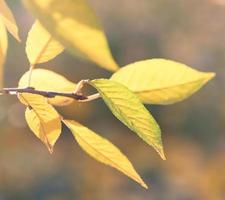 branche de cerisier avec des feuilles vertes et jaunes en journée ensoleillée d'automne photo