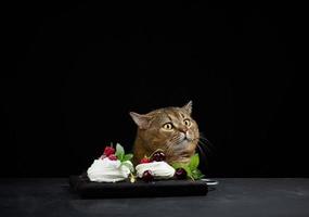 un drôle de chat gris est assis à une table noire avec un dessert pavlova. photo