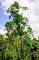 forêt tropicale du parc national de kakum, ghana photo