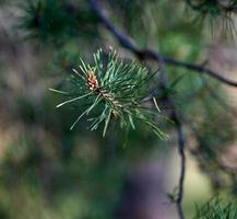 branche de pin vert, mise au point sélective photo