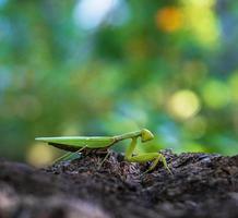 mante verte sur un tronc d'arbre photo