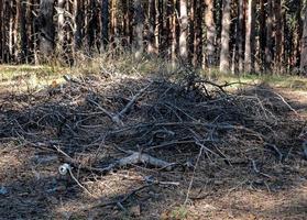 tas de branches sèches et de détritus au milieu d'une pinède photo