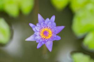 fleur de lotus bleu