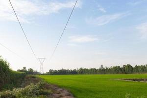 lignes de transport d'électricité sur les rizières