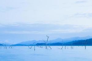 arbres secs dans le lac photo