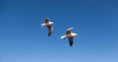 mouettes dans le ciel photo