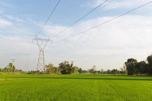 lignes de transport d'électricité sur les rizières