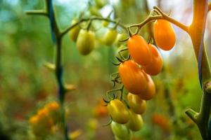 tomates mûres sur une vigne photo