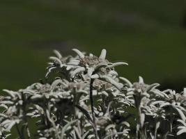 edelweiss fleur étoile alpine détail gros plan photo