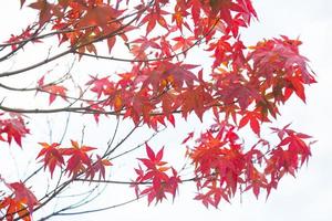 feuilles rouges sur l'arbre photo