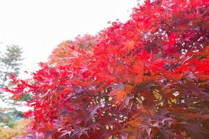 feuilles rouges sur l'arbre photo