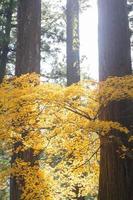 feuilles jaunes sur l'arbre photo