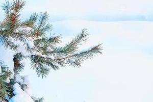 branche d'épinette conifère. forêt d'hiver gelée avec des arbres couverts de neige. photo