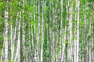 forêt de bouleaux. peut photo