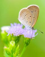 gros plan petit papillon brun minuscule herbe bleu photo