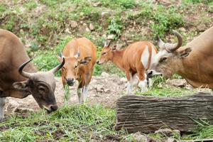 gaurs mangeant de l'herbe