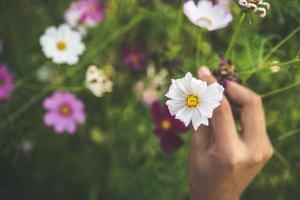 La main de la femme touchant les fleurs du cosmos dans un champ