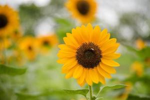 Gros plan d'un tournesol en fleurs dans un champ avec fond nature floue photo