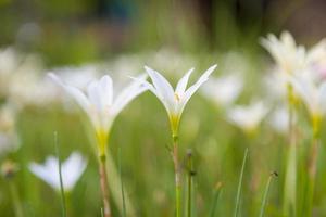 petites fleurs sur le terrain photo