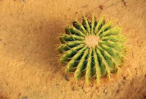 cactus baril d'or