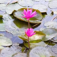 lotus dans un étang photo