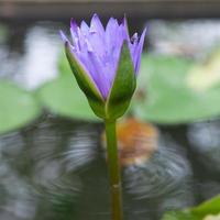 lotus bleu en fleurs