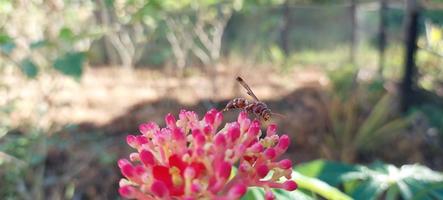 Jatropha podagrica plante ornementale avec des feuilles vertes, la photo en gros