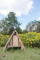 cabane sur la pelouse photo