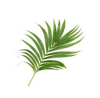 Feuilles de palmier vert tropical luxuriant sur blanc photo