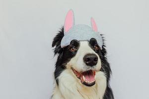 concept de joyeuses pâques. préparation des vacances. Chiot drôle mignon border collie portant des oreilles de lapin de Pâques isolé sur fond blanc. carte de voeux de printemps. photo