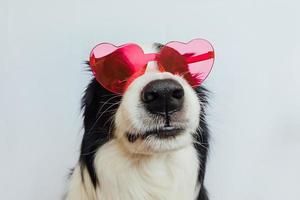 st. notion de saint valentin. drôle de chien chiot border collie dans des verres en forme de coeur rouge isolés sur fond blanc. adorable chien amoureux célébrant la saint valentin. carte postale de romance lovesick amour. photo