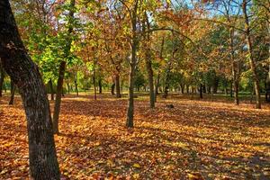 parc de la ville d'automne avec des arbres et des feuilles jaunes sèches photo