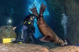 plongée avec les lions de mer en mer de cortez photo