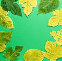 feuilles jaunes et vertes de mûrier sur fond vert photo